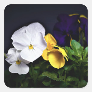 Pegatina Cuadrada Pansitas blanco y morado