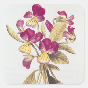 Pegatina Cuadrada Pansy, de 'La Guirlande de Julie', c.1642