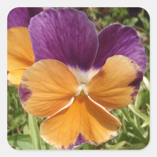 Pegatina Cuadrada Pansy Jolly Joker (Anverso)