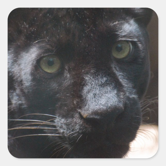 Pegatina Cuadrada Pantera negra pensiva (Anverso)