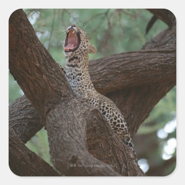 Pegatina Cuadrada Panther (Anverso)