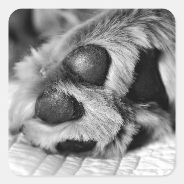 Pegatina Cuadrada Papas polares de Golden Retriever (Anverso)