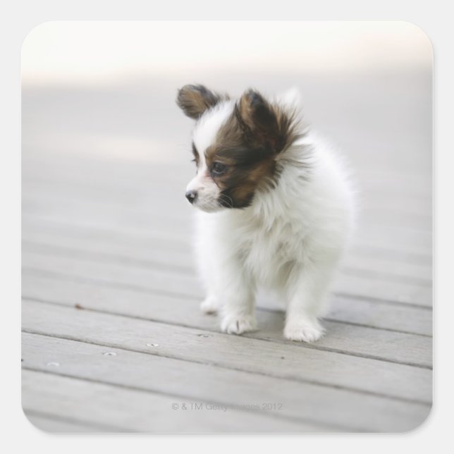 Pegatina Cuadrada Papillon (Anverso)