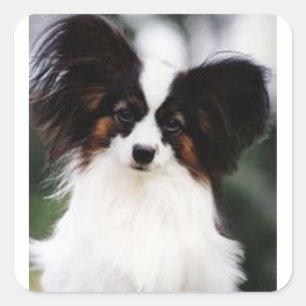 Pegatina Cuadrada Papillon 2