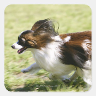 Pegatina Cuadrada Papillon en marcha