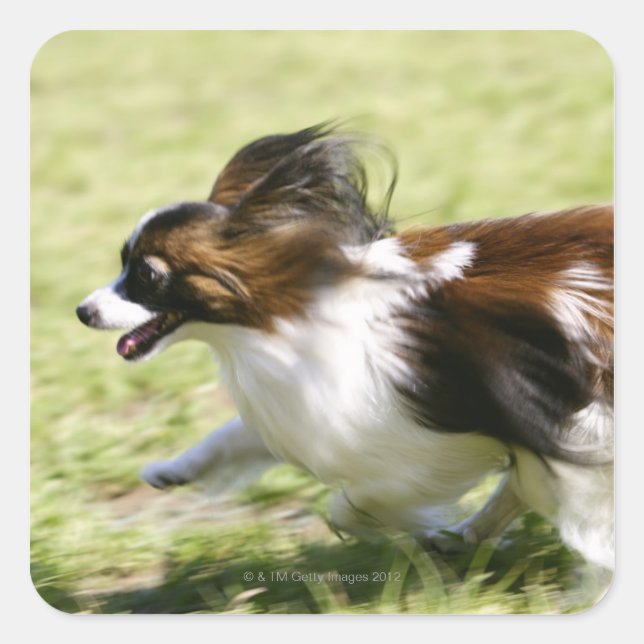 Pegatina Cuadrada Papillon en marcha (Anverso)