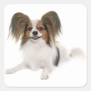 Pegatina Cuadrada Papillon Perro cachorro - Amo cachorros, Hola