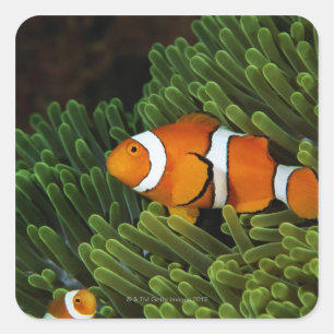 Pegatina Cuadrada Papúa Nueva Guinea, falso payaso anemonépez y