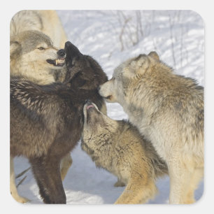 Pegatina Cuadrada Paquete de lobos interactuando