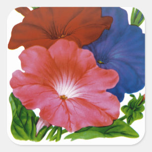 Pegatina Cuadrada Paquete de Semillas de Petunia Vintage