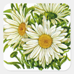 Pegatina Cuadrada Paquete Shasta Daisy Vintage Seed