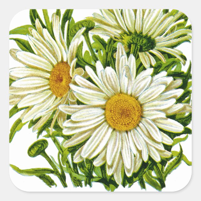 Pegatina Cuadrada Paquete Shasta Daisy Vintage Seed (Anverso)