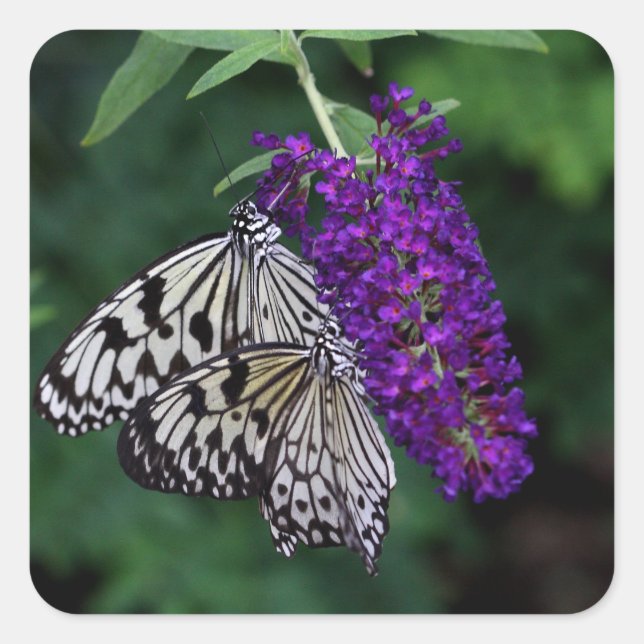 Pegatina Cuadrada Par de cometas de papel (Anverso)