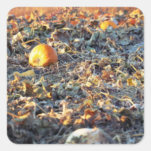 Pegatina Cuadrada Parche de Calabaza Escarchada