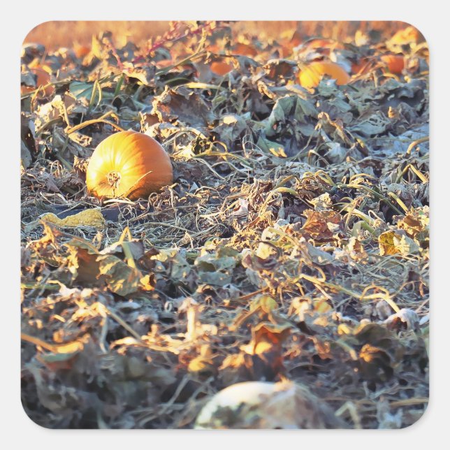 Pegatina Cuadrada Parche de Calabaza Escarchada  (Anverso)