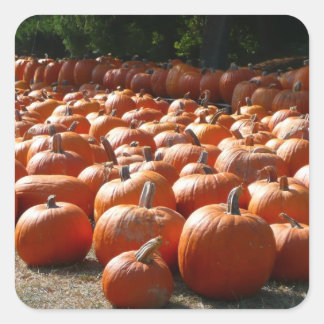 Pegatina Cuadrada Parche de calabaza Fotografía de la cosecha otoñal
