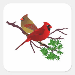 Pegatina Cuadrada Pareja cardinal en una rama
