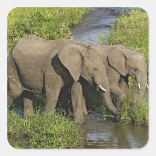 Pegatina Cuadrada Pareja de elefantes africanos Masai Mara