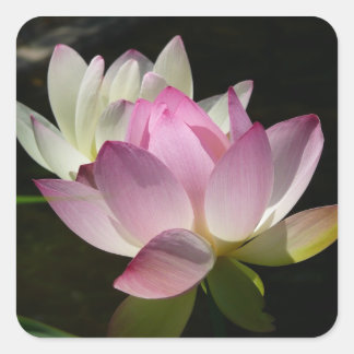 Pegatina Cuadrada Pareja de flores de Lotus II
