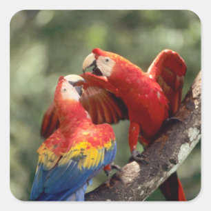 Pegatina Cuadrada Pareja de guacamayos escarlata