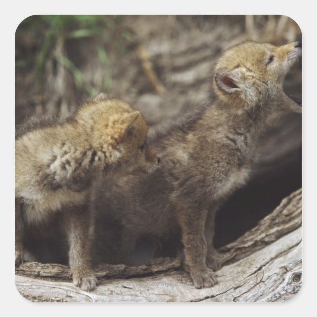 Pegatina Cuadrada Pareja De Jóvenes Copas De Coyote Que Aplastan (Anverso)