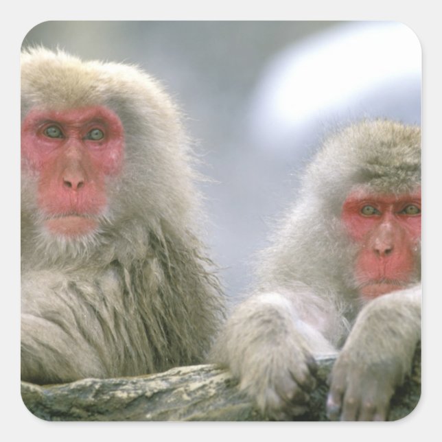 Pegatina Cuadrada Pareja de mono de nieve, Macaco japonés, (Anverso)