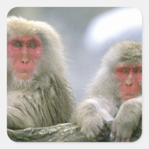 Pegatina Cuadrada Pareja de monos de nieve, macaco japonés,