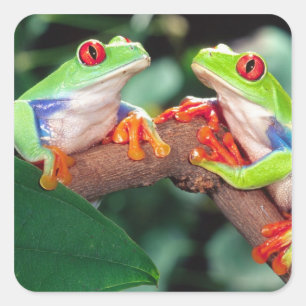 Pegatina Cuadrada Pareja de ranas de ojos rojos, Agalychinis callidr