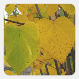 Pegatina Cuadrada Pareja de Redbud otoño deja fotografía de otoño