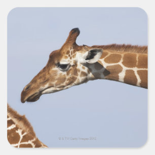 Pegatina Cuadrada Pares de jirafas reticuladas (Giraffa