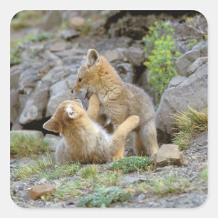 Pegatina Cuadrada Pares suramericanos 2 del Fox gris (griseus de