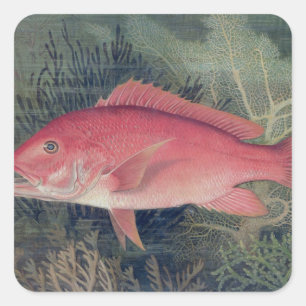 Pegatina Cuadrada Pargo Rojo, de 'Game Fishes of the United States