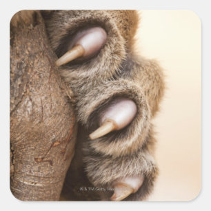 Pegatina Cuadrada Paro de tigre