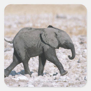 Pegatina Cuadrada Parque nacional de Etosha, Namibia