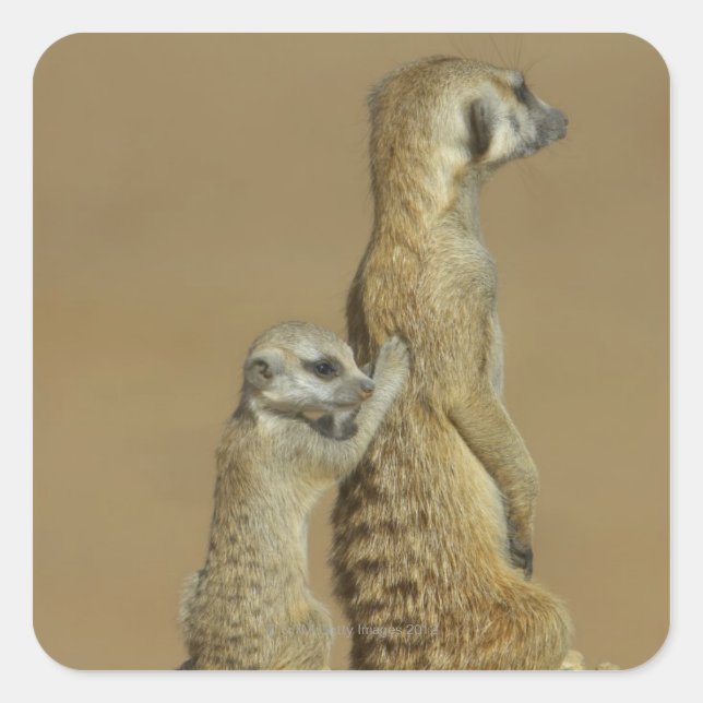 Pegatina Cuadrada Parque nacional de Kgalagadi, Botswana, África (Anverso)