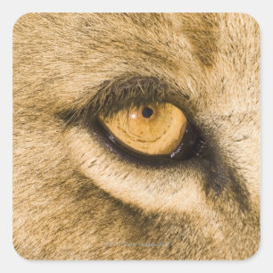 Pegatina Cuadrada Parque nacional de Kruger, provincia de Limpopo