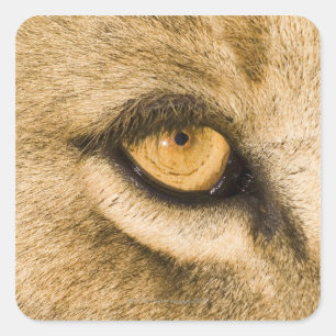 Pegatina Cuadrada Parque nacional de Kruger, provincia de Limpopo, S