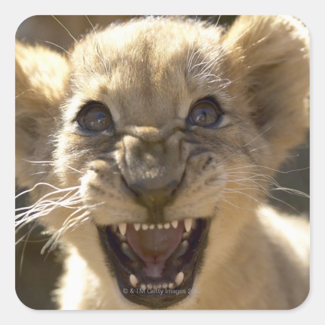 Pegatina Cuadrada Parque Nacional del Elefante Addo, Cabo Oriental (Anverso)