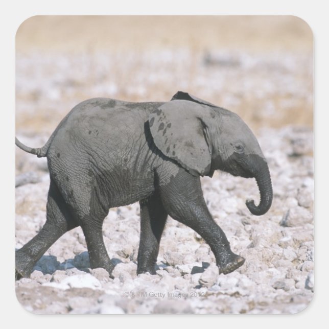 Pegatina Cuadrada Parque nacional Etosha, Namibia (Anverso)