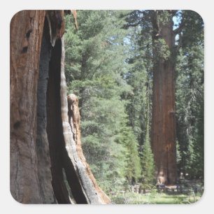 Pegatina Cuadrada Parque nacional General Sherman Tree-Sequoia