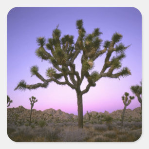 PEGATINA CUADRADA PARQUE NACIONAL JOSHUA TREE, CALIFORNIA. EE.UU.