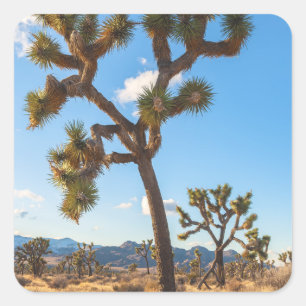 Pegatina Cuadrada Parque Nacional Joshua Trees