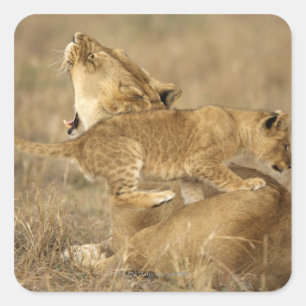 Pegatina Cuadrada Parque nacional Serengeti, Tanzania