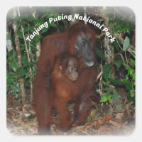 Parque nacional Tanjung Puting