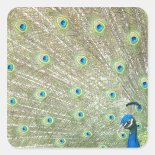 Pegatina Cuadrada Parque zoológico de Johannesburg, provincia de