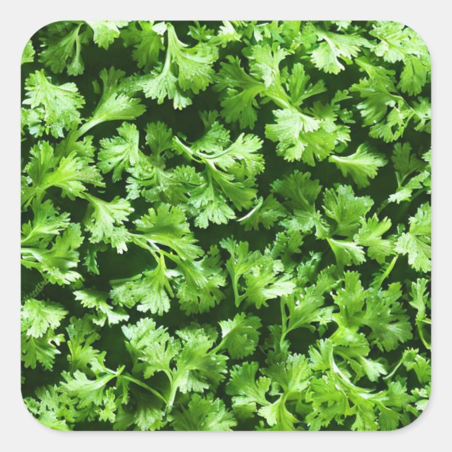 Pegatina Cuadrada Parsley (Anverso)