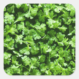 Pegatina Cuadrada Parsley
