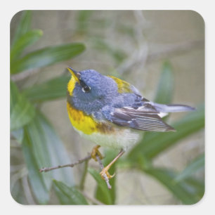 Pegatina Cuadrada Parula americana (Parula americana)
