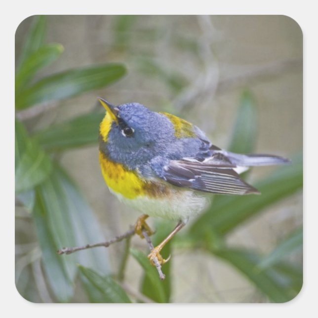 Pegatina Cuadrada Parula americana (Parula americana) (Anverso)