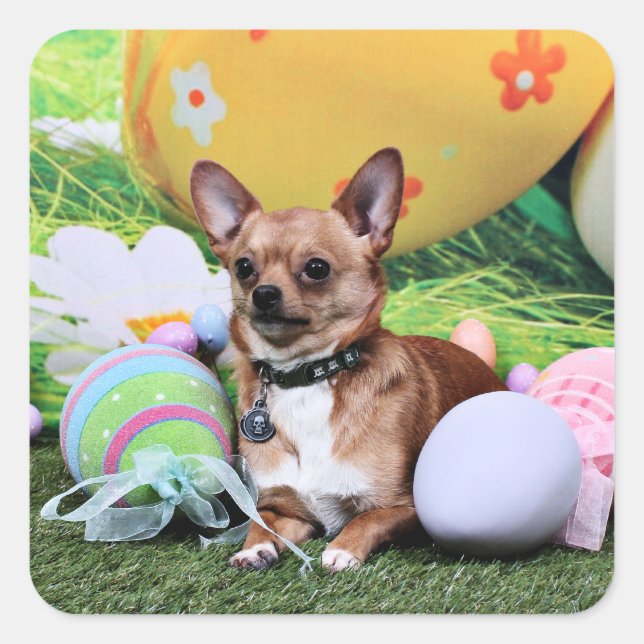 Pegatina Cuadrada Pascua - Chihuahua - Rambo (Anverso)